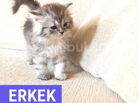 Mükemmel Kalite, Uygun Puan / Dişi Ve Erkek görsel