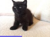 Mükemmel Kalite, Uygun Puan / Dişi Ve Erkek