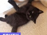 Mükemmel Kalite, Uygun Puan / Dişi Ve Erkek