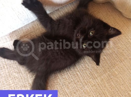 Mükemmel Kalite, Uygun Puan / Dişi Ve Erkek görsel