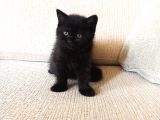Mükemmel Kalite, Uygun Puan / Dişi Ve Erkek