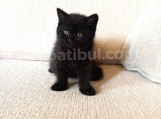 Mükemmel Kalite, Uygun Puan / Dişi Ve Erkek görsel