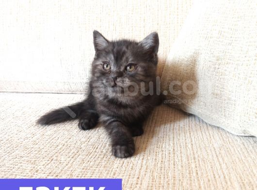 Mükemmel Kalite, Uygun Puan / Dişi Ve Erkek görsel