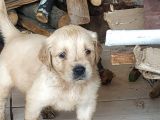 Baby Face Golden Yavrular