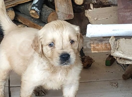 Baby Face Golden Yavrular