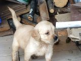 Baby Face Golden Yavrular