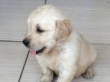 Baby Face Golden Yavrular