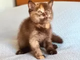 Cinnemon Tortie Scottishstraight Secereli