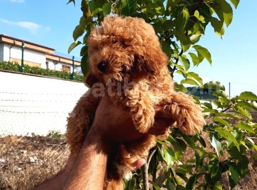 Red Toy Poodle görsel