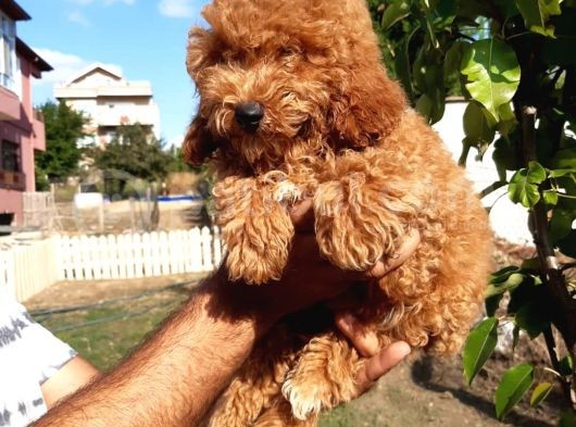 Red Toy Poodle görsel