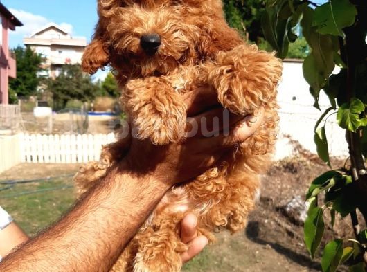 Red Toy Poodle görsel