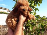 Red Toy Poodle