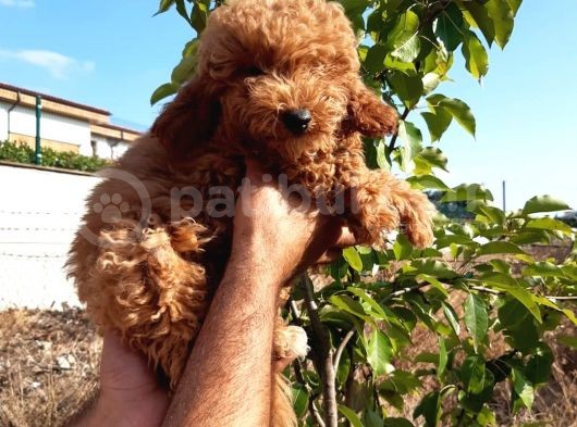 Red Toy Poodle görsel