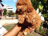 Red Toy Poodle