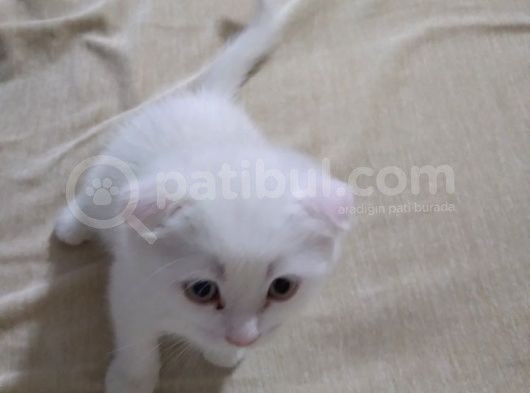 Ankara Scottish görsel