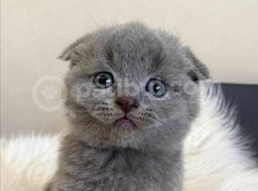 Anne Altından Safkan British Scotish Blue Point Yavrular görsel