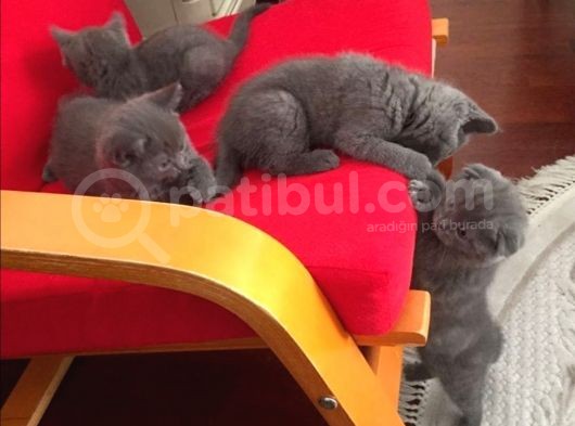 Anne Altından Safkan British Scotish Blue Point Yavrular görsel