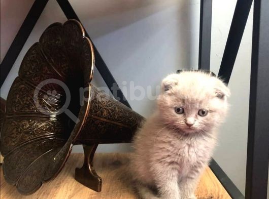 Anne Altından Safkan British Scotish Blue Point Yavrular