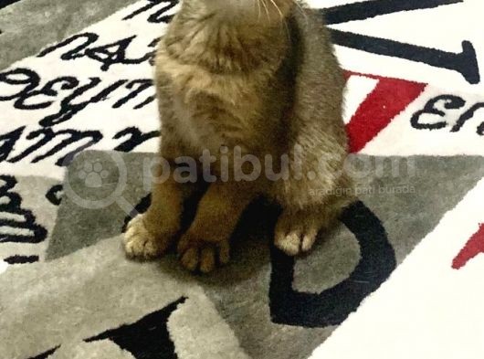 Scotish Fold Black Golden görsel