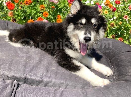 A Kali̇te Alaskan Malamut Yavrumuz görsel