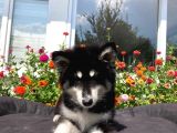 A Kali̇te Alaskan Malamut Yavrumuz