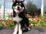 A Kali̇te Alaskan Malamut Yavrumuz