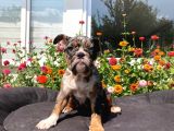 Tri̇ Merle İngi̇li̇z Bulldog Yavrularimiz