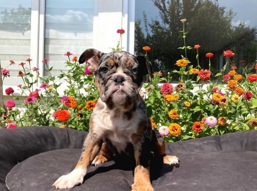 Tri̇ Merle İngi̇li̇z Bulldog Yavrularimiz
