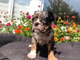 Tri̇ Merle İngi̇li̇z Bulldog Yavrularimiz