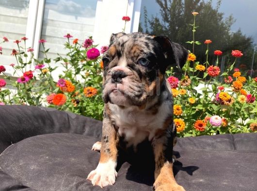 Tri̇ Merle İngi̇li̇z Bulldog Yavrularimiz görsel
