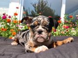 Tri̇ Merle İngi̇li̇z Bulldog Yavrularimiz