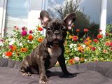 Safkan French Bulldog Yavrularımız