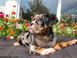Tri̇ Merle İngi̇li̇z Bulldog Yavrularimiz