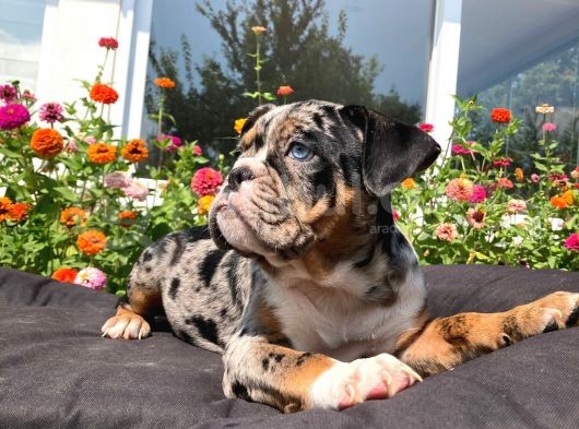 Tri̇ Merle İngi̇li̇z Bulldog Yavrularimiz görsel
