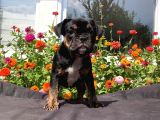 Black Tan  İngi̇li̇z Bulldog Yavrularimiz