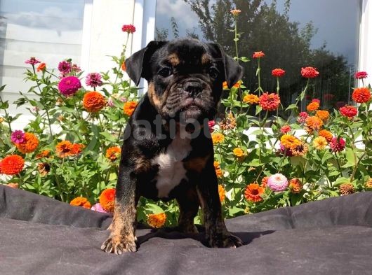 Black Tan  İngi̇li̇z Bulldog Yavrularimiz görsel