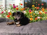Black Tan  İngi̇li̇z Bulldog Yavrularimiz