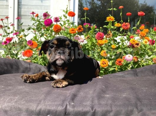 Black Tan  İngi̇li̇z Bulldog Yavrularimiz görsel