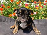 Black Tan  İngi̇li̇z Bulldog Yavrularimiz