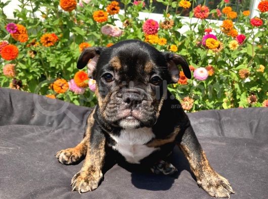 Black Tan  İngi̇li̇z Bulldog Yavrularimiz