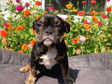 Black Tan  İngi̇li̇z Bulldog Yavrularimiz