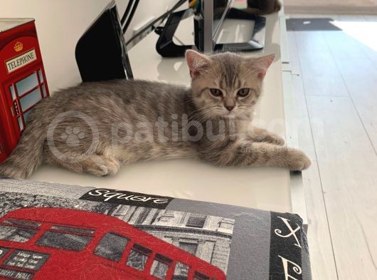 British Shorthair Lilac Tabby görsel