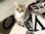 British Shorthair Lilac Tabby