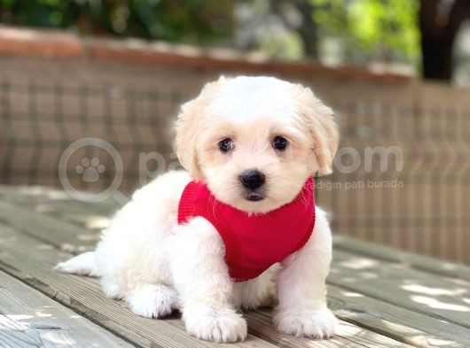 Mi̇ni̇k Maltipoo Yavru görsel