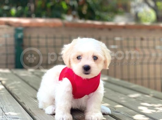 Mi̇ni̇k Maltipoo Yavru görsel