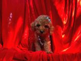 Toy Poodle Bebek Surat Yavrular