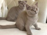 Scottish Fold Dişi Ve Erkek Yavru
