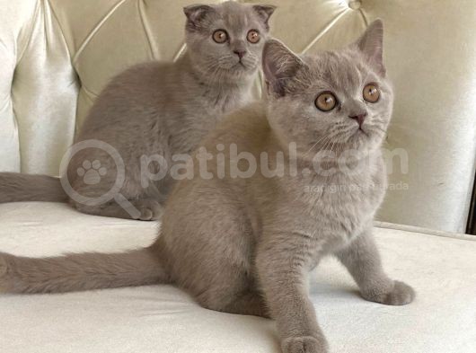 Scottish Fold Dişi Ve Erkek Yavru