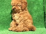 En Güzel Renk Orji̇nal Toy Poodle Di̇şi̇ 