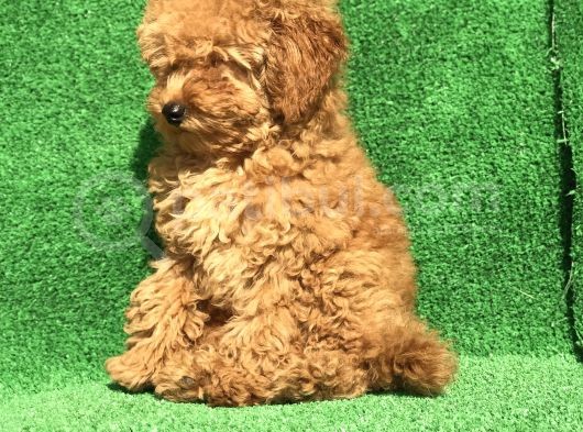 En Güzel Renk Orji̇nal Toy Poodle Di̇şi̇  görsel